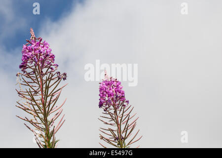 Chamerion angustifolium, Rosebay willowherb, dans une haie britannique Banque D'Images