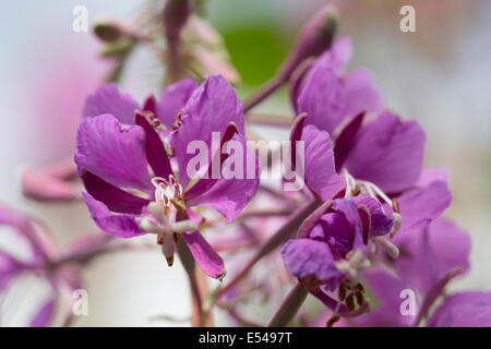 Chamerion angustifolium, Rosebay willowherb, dans une haie. Close-up of flower cluster. Macro. Banque D'Images