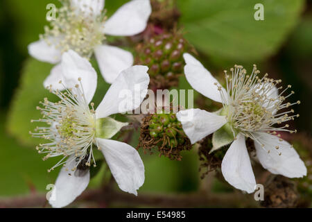 Macro d'une grappe de vert non affinés les mûres, avec des fleurs blanches en avant. Banque D'Images