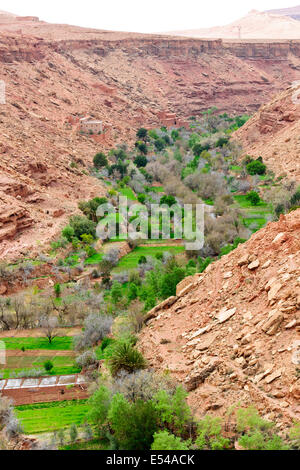 Ancienne vieille greniers,stockage de céréales,objets,alimentation,village,l'Ounila oasis luxuriante,palmeraires,agriculture,lit,Maroc Banque D'Images