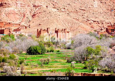 Kasbah anemiter, Asif ounila,près de aci bennhaddou,vallées fertiles vert, l'agriculture,noyer,pêchers en fleurs,Maroc Banque D'Images