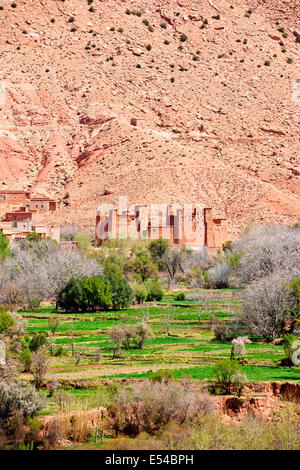 Kasbah anemiter, Asif ounila,près de aci bennhaddou,vallées fertiles vert, l'agriculture,noyer,pêchers en fleurs,Maroc Banque D'Images