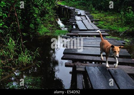 Pont traditionnel en PANGUANA . Département de Loreto .PÉROU Banque D'Images