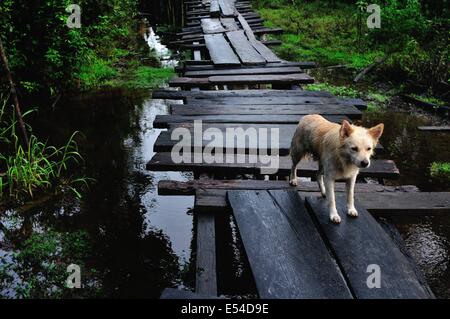 Pont traditionnel en PANGUANA . Département de Loreto .PÉROU Banque D'Images