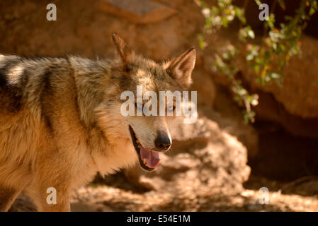 Un loup gris, Mexicain (Canis lupus baileyi spp.), réside à l'Arizona-Sonora Desert Museum, Tucson, Arizona, USA. Banque D'Images