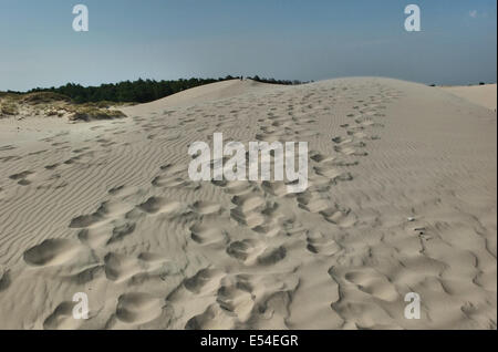 Leba, Pologne. 20, juillet 2014. Déménagement dunes de sable dans le Parc National de Slowinski entre Leba et Gdansk au nord de la Pologne à la côte de la mer Baltique. Comme les vagues et le vent transportent le sable des dunes intérieures déplacer lentement, à une vitesse de 3 à 10 mètres par an. Certaines dunes sont très élevés - jusqu'à 30 mètres. Le déplacement des dunes sont considérés comme une curiosité de la nature à l'échelle européenne. Credit : Michal Fludra/Alamy Live News Banque D'Images