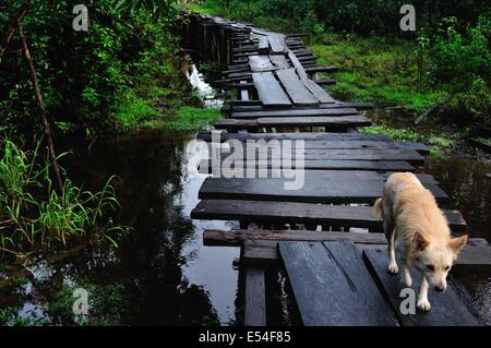 Pont traditionnel en PANGUANA . Département de Loreto .PÉROU Banque D'Images