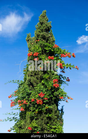 Les fleurs rouges dans un conifère arbre à Sivota, Grèce. Banque D'Images