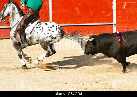 Corrida à cheval. Corrida espagnole typique. Banque D'Images