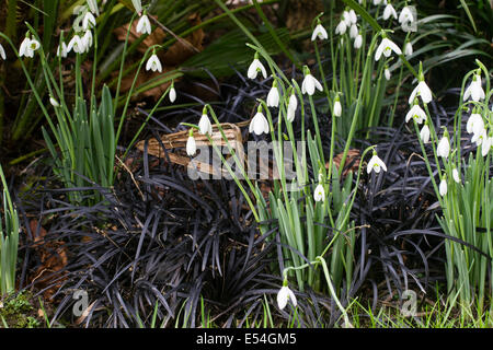 Perce-neige, Galanthus nivalis. percer par un tapis d'herbe, le Mondo noir Ophiopogon planiscapus 'Nigrescens' Banque D'Images