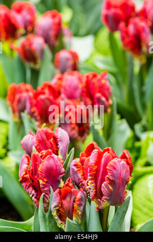 Groupe de floraison fleurs tulipe perroquet rouge Banque D'Images