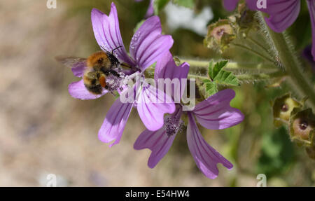 Couvert d'abeilles dans le pollen assis sur mauve commune nombre 3483 Banque D'Images