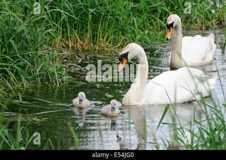 Un mâle et femelle cygne muet chaperon leur cygnets comme ils trouver de la nourriture dans les roseaux. Banque D'Images