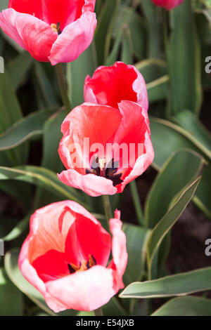 D'un rouge pourpre à tulipe rose Impression 'Design' dans les jardins de Keukenhof, lisse, la Hollande au printemps Banque D'Images