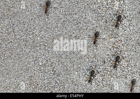 Libre à des fourmis sur fond de sable Banque D'Images