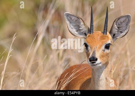 Steenbok (Raphicerus campestris), homme, dans l'herbe haute, Kruger National Park, Afrique du Sud, l'Afrique Banque D'Images