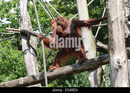 (Orang-outan (Pongo pygmaeus)) dans un zoo en ligne Banque D'Images