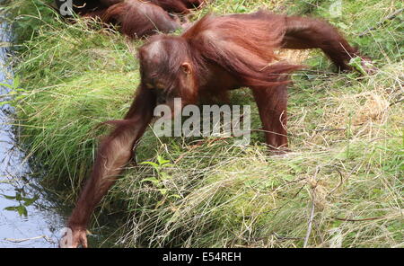 L'orang-outan juvénile (Pongo pygmaeus abelii) ou de l'eau potable Banque D'Images