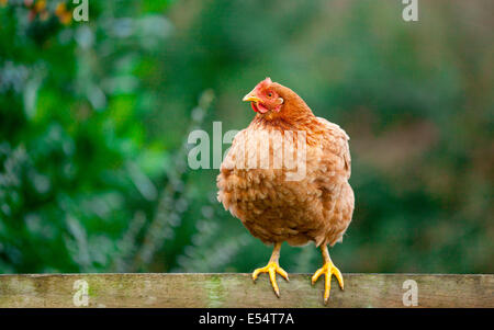 Orange hybride pondre la volaille de poule sur fond d'herbe Banque D'Images