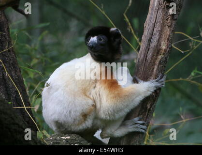 Madagascar sifaka couronné ( Propithecus coronatus) dans un arbre Banque D'Images