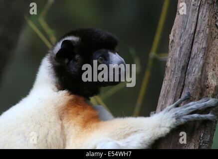 Madagascar sifaka couronné ( Propithecus coronatus), gros plan de la tête et le visage d'un homme adulte, accroché à un arbre Banque D'Images