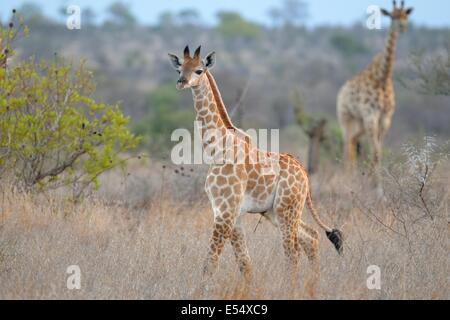 Les Girafes (Giraffa camelopardalis), et les jeunes adultes, la marche dans l'herbe sèche, la fin de l'après-midi, Kruger National Park, Afrique du Sud Banque D'Images