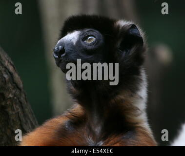 Madagascar sifaka couronné ( Propithecus coronatus), gros plan de la tête et le visage d'un homme adulte Banque D'Images