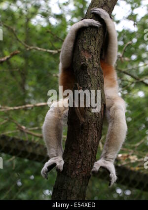 Madagascar sifaka couronné ( Propithecus coronatus) suspendue à un arbre, se cacher derrière le tronc Banque D'Images