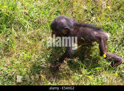 Close-up d'un jeune bébé Bonobo ou (anciennement) chimpanzé pygmée (pan paniscus) marche dans un cadre naturel Banque D'Images