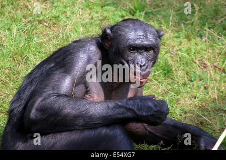 Mâle mature Bonobo (pan paniscus) dans un cadre naturel Banque D'Images