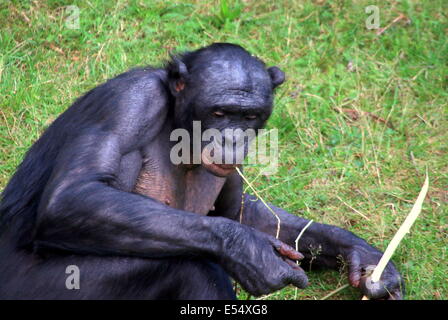 Bonobo ou (anciennement) chimpanzé pygmée (pan paniscus) dans un cadre naturel Banque D'Images