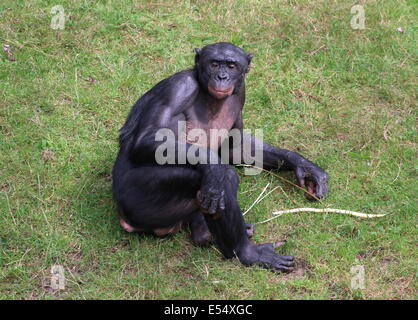 Bonobo mâle mature ou (anciennement) chimpanzé pygmée (pan paniscus) couché sur le côté Banque D'Images