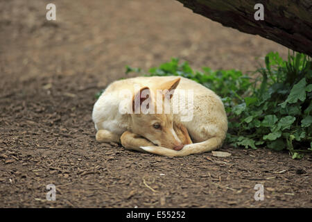 Dingo (Canis familiaris dingo) pup, le repos, l'Australie, novembre Banque D'Images