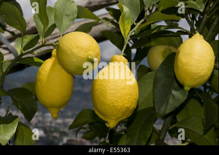 Citron, Citrus limon, fruit mûr sur l'arbre, Sorrento, Baie de Naples, Campanie, Italie, mai Banque D'Images
