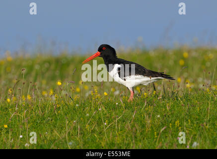 Huîtrier pie - Haematopus ostralegus Eurasian sur prairie "machair" Banque D'Images