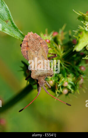 Bogue ou Bug Squash Dock - Coreus marginatus Banque D'Images