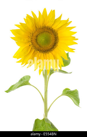 Le tournesol isolé sur fond blanc, pur Banque D'Images