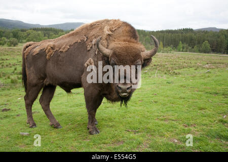 Bison d'Europe Bison bison bonasus Highland Wildlife Park Kincraig Inverness Banque D'Images