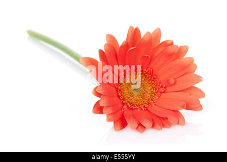 Gerbera Orange fleur. Isolé sur fond blanc Banque D'Images