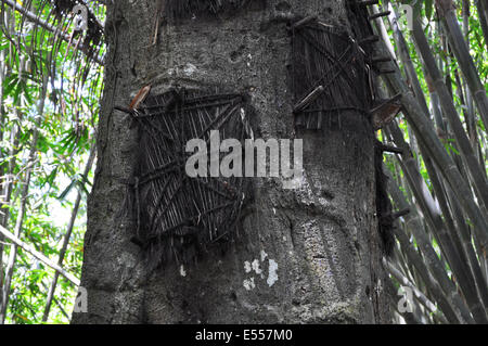 Tombes de l'arbre pour les bébés, Sangalla, Tana Toraja, Sulawesi, Indonésie Banque D'Images