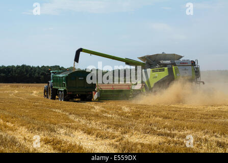 Une moissonneuse-batteuse de blé et le transfert de la transformation du grain dans un camion-remorque en attente. Banque D'Images