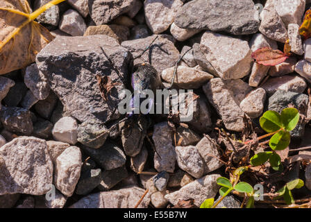 Un Violet Zabre, Carabus violaceus, luttant à travers un terrain accidenté Banque D'Images