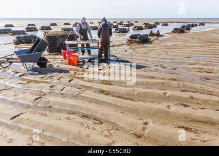 Les pêcheurs d'huîtres Huîtres de plus en plus de travail et sur leur ferme ostréicole recueillir la coquille de poisson les paniers. Banque D'Images