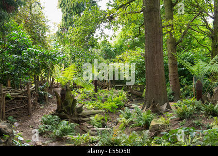 Nord-ouest de Londres, Golders Hill Park Stumpery nouvel habitat pour la faune et les souches d'arbre esthétique chemin section nature walk fern tree Banque D'Images
