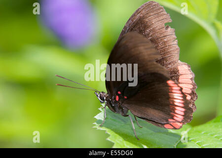 Amérique du Sud [Rouge] Rim butterfly sitting on a leaf à Butterfly World, l'île de Vancouver Banque D'Images