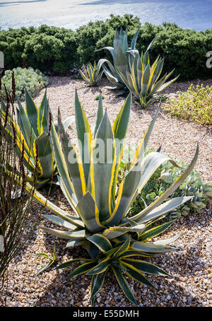 Agave americana dans un petit jardin maritime avec les jeunes plantes de décalage à la base Banque D'Images