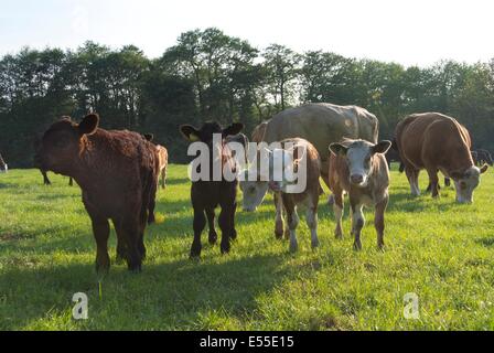 Génisses de viande bovine sur les pâturages prairie de soleil du soir. Banque D'Images