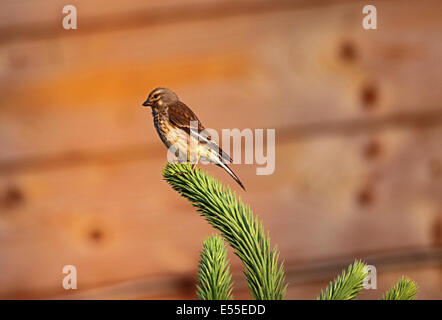 Femelle Linnet perché sur la branche de conifère en Pologne Banque D'Images