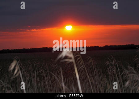 Coucher de soleil sur le marais de Biebrza en Pologne Banque D'Images