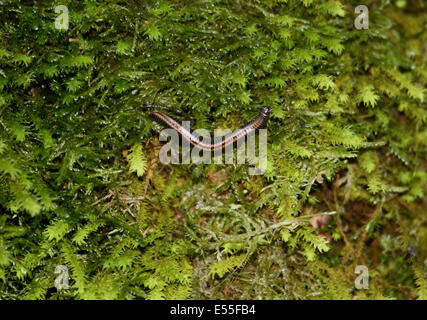 Un centipede Schizophyllum sabulosum sur un plancher bois moussus en Pologne Banque D'Images